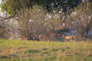 4.9.2022 - Kayak Tag 4, Wild Dogs vom Kajak aus