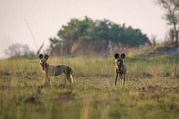 4.9.2022 - Kayak Tag 4, Wild Dogs vom Kajak aus