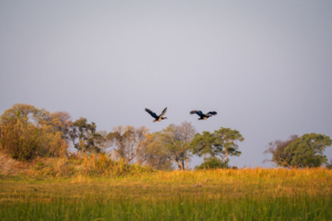 4.9.2022 - Kayak Tag 4, Spur-winged Goose (Sporngans)