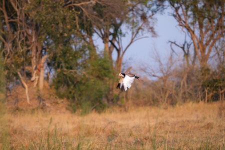 4.9.2022 - Kayak Tag 4, Long-toed Lapwing (Langzehenkiebitz)