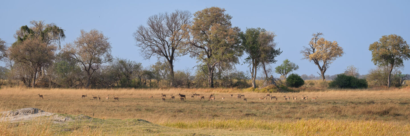 5.9.2022 - Kayak Tag 5, Morning Walk, Impala & Tsessebe