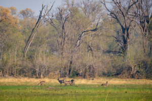 5.9.2022 - Kayak Tag 5, Camp 4, Waterbuck