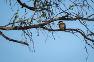 6.9.2022 - Kayak Tag 6, Morning Walk, Striped Kingfisher (Streifenliest)