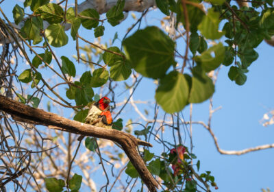 6.9.2022 - Old Bridge, Maun, Black-collared Barbet