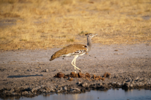 7.9.2022 - CKGR, Tsau Gate - Motopi Waterhole, Kori Bustard