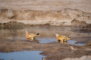 8.9.2022 - CKGR, Motopi Waterhole, Burchell&#039;s Sandgrouse (Fleckenflughuhn)