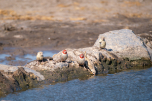 8.9.2022 - CKGR, Motopi Waterhole, Red-headed Finch (m,f) (Rotkopfamadine)