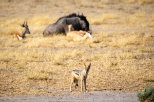 8.9.2022 - CKGR, Motopi Waterhole, Blacked-backed Jackal