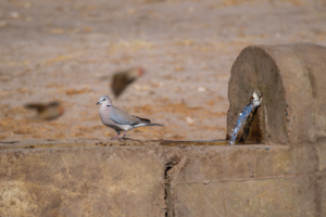 8.9.2022 - CKGR, Motopi Waterhole, Cape Turtle Dove