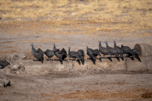 8.9.2022 - CKGR, Motopi Waterhole, Helmeted Guineafowl