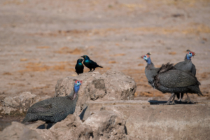 8.9.2022 - CKGR, Motopi Waterhole, Cape Starling und Helmeted Guineafowl