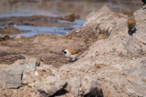 8.9.2022 - CKGR, Motopi Waterhole, Great Rufous Sparrow (Rostsperling)