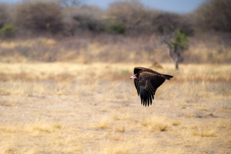 8.9.2022 - CKGR, Motopi Waterhole, White-headed Vulture (Wollkopfgeier)