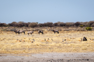 8.9.2022 - CKGR, Motopi Waterhole, Oryx