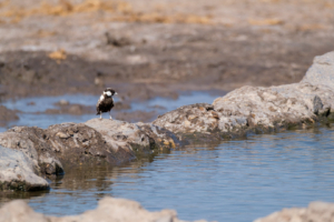 8.9.2022 - CKGR, Motopi Waterhole, Grey-backed Sparrow-Lark (Graurückenlerche)