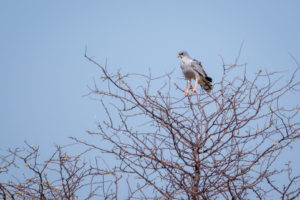 8.9.2022 - CKGR, Motopi - Passarge, Dark Chanting Goshawk (Graubürzel-Singhabicht)