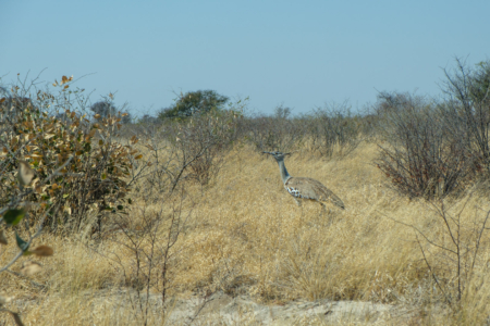 8.9.2022 - CKGR, Motopi - Passarge, Kori Bustard (Riesentrappe)