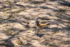 8.9.2022 - CKGR, Passarge Campsite 3, Kalahari Scrub-Robin