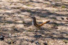 8.9.2022 - CKGR, Passarge Campsite 3, Kalahari Scrub-Robin