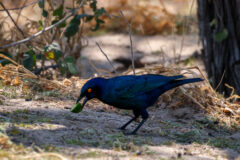 8.9.2022 - CKGR, Passarge Campsite 3, Greater Blue-eared Starling (Camp Host ;-)