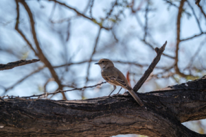 8.9.2022 - CKGR, Passarge Campsite 3, Mariqua Flycatcher (Marico-Schnäpper)