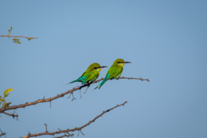 8.9.2022 - CKGR, Passarge Campsite 3, Swallow-tailed Bee-eater (Schwalbenschwanz-Spint)