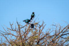 9.9.2022 - CKGR, Passarge Campsite 3, Cape (Glossy) Starling (Rotschulter-Glanzstar)