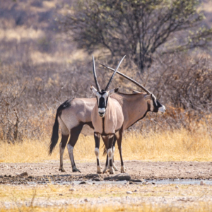 Botswana 2022 – Tierwelt im CKGR Botswana 2022 – Tierwelt im CKGR