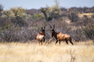 9.9.2022 - CKGR, Passarge - Letiahau, Phukwi Pan, Red Hartebeest