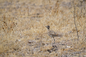 9.9.2022 - CKGR, Passarge - Letiahau, Double-banded Courser (Doppelband-Rennvogel)