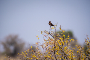 9.9.2022 - CKGR, Passarge - Letiahau, Southern Ant-eating Chat (Termitenschmätzer)