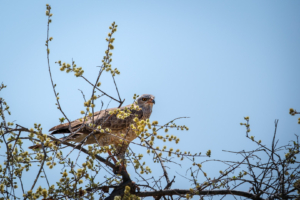 9.9.2022 - CKGR, Passarge - Letiahau, Dark Chanting Goshawk (juvenile) (Graubürzel-Singhabicht)