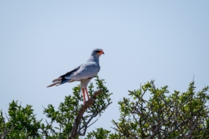 9.9.2022 - CKGR, Passarge - Letiahau, Pale Chanting Goshawk (Silber-Singhabicht)