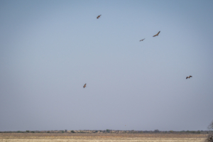 9.9.2022 - CKGR, Passarge - Letiahau, White-backed Vulture & White-headed Vulture