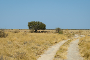 9.9.2022 - CKGR, Passarge - Letiahau, Springbok Roadblock