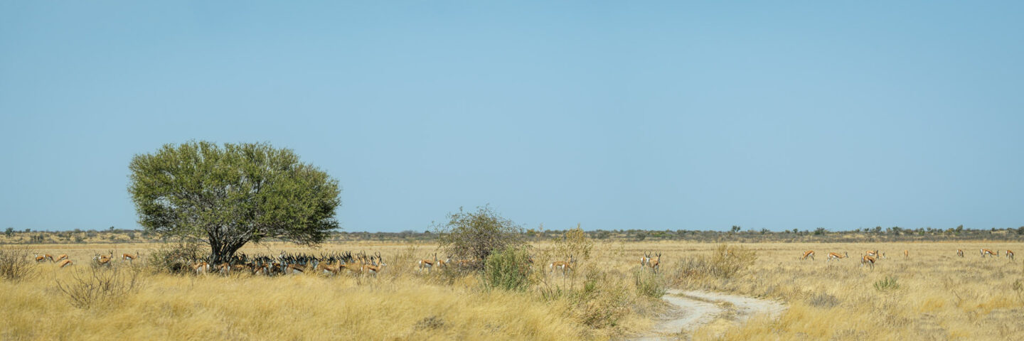 9.9.2022 - CKGR, Passarge - Letiahau, Springbok Roadblock