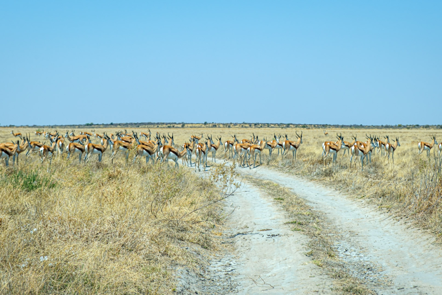 9.9.2022 - CKGR, Passarge - Letiahau, Phokoje Pan, Springbok Roadblock