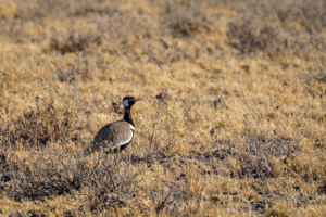 10.9.2022 - CKGR, Letiahau - Kori, Northern Black Korhaan / White-quilled Bustard (m) (Weißflügel-Trappe)