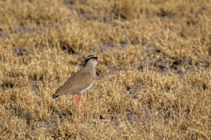 10.9.2022 - CKGR, Letiahau - Kori, Crowned Lapwing