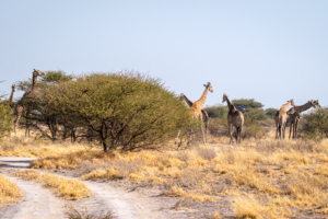 10.9.2022 - CKGR, Letiahau River, Giraffen