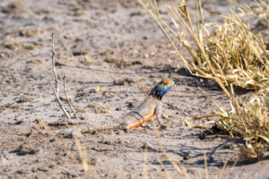 10.9.2022 - CKGR, Letiahau River, Striped Skink (Streifenskink)