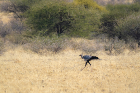 10.9.2022 - CKGR, Letiahau - Kori, Secretary Bird (Sekretär)