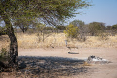 10.9.2022 - CKGR, Kori Campsite 1, Kori Bustard