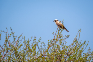 10.9.2022 - CKGR, Sunday Pan, White-crowned Shrike (Rüppellwürger)