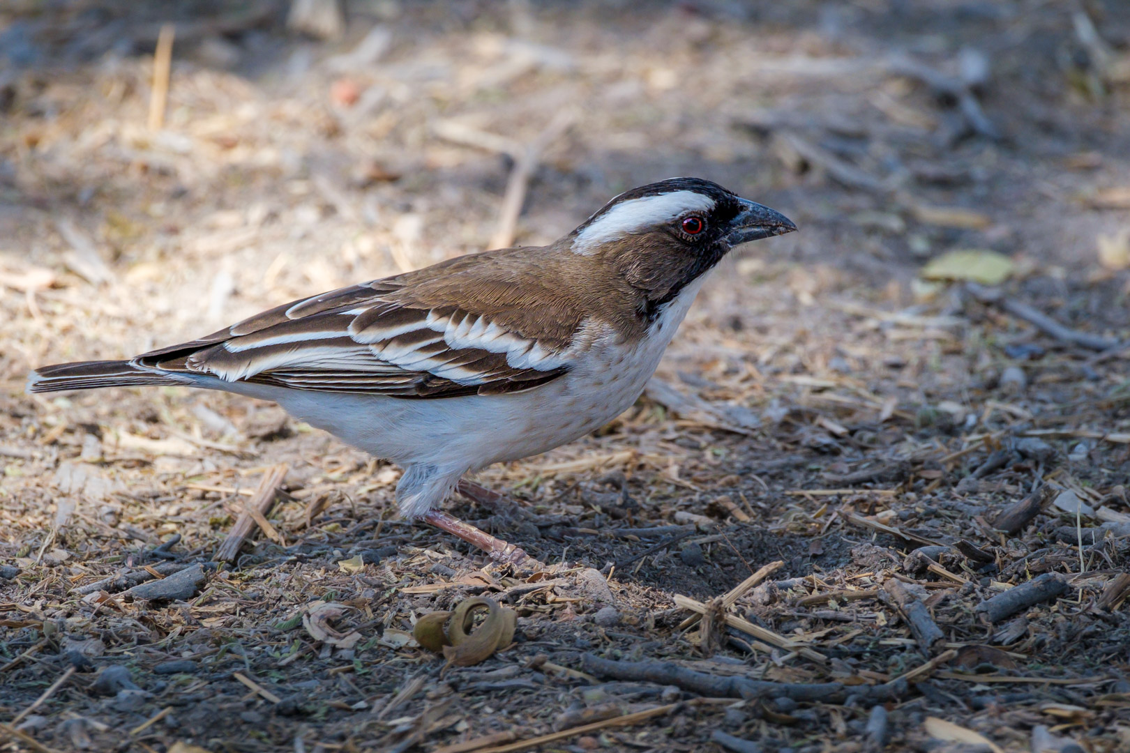 10.9.2022 - CKGR, Sunday Pan Waterhole, White-Browed Sparrow-Weaver (Mahali-Weber)