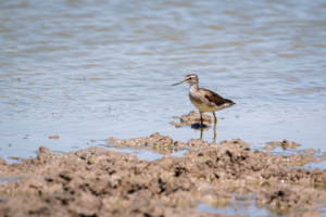 10.9.2022 - CKGR, Sunday Pan Waterhole, Wood Sandpiper (Bruchwasserläufer)