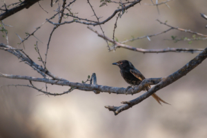 10.9.2022 - CKGR, Sunday Pan Waterhole, Fork-tailed Drongo (Trauerdrongo)