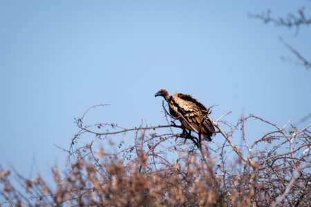 10.9.2022 - CKGR, Sunday Pan, White-backed Vulture (Weißrückengeier)