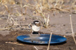 10.9.2022 - CKGR, Kori Campsite 1, White-browed Sparrow-Weaver (Camp Host ;-)