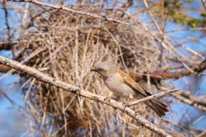 10.9.2022 - CKGR, Kori Campsite 1, Grey-headed Sparrow (Graukopfsperling)